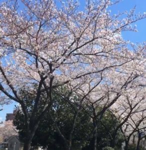 吉川市でも桜が満開の季節となりましたね。